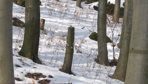 Policajti si nevedia poradiť s nelegálnymi výrubmi v Národnej prírodnej rezervácii Humenský Sokol