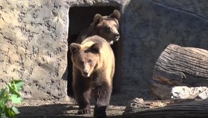 Medvedím súrodencom zastrelili mamu, skončili v bojnickej zoo. Po rokoch putujú ďalej