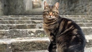 Austrália chce zabiť milióny túlavých mačiek. Z lietadiel budú vyhadzovať otrávené klobásy