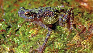 Unikátne foto. Túto žabu nikto nevidel od roku 1920