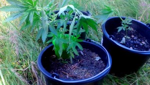 V Žilinskej nemocnici našli v kvetináčoch marihuanu