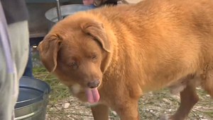 FOTO: Najstaršieho psa na svete čaká oslava. Uhádnete jeho vek?