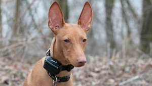 VIDEO: Ako by vyzeral futbal s elektrošokmi? Zábavne