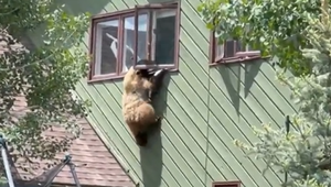 VIDEO: Medveď so strachom z výšok? Pozrite sa, ako si nakoniec poradil