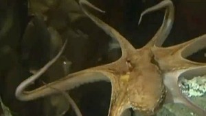 Chobotnica Paul má vlastnú pesničku. Vypočujte si ju