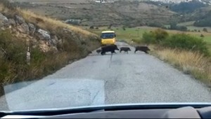 VIDEO: Keď vám cestu zablokuje rodinka diviakov