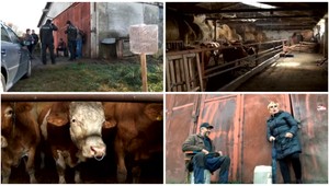 Veľký spor na malom družstve. Niekto vlastní kravín, iný pôdu pod ním