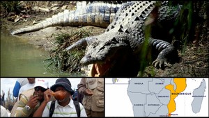 Pivo otrávené žlčou krokodíla zabilo 69 ľudí