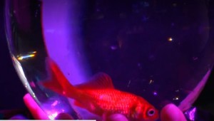 Chcete predĺžiť život svojej zlatej rybke? Dajte ju do útulku