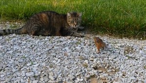 Každý piaty druh cicavcov je ohrozený