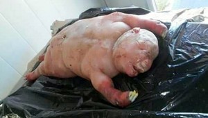 Ovca priviedla na svet jahňa s ľudskou podobou. Domáci v ňom vidia diabla