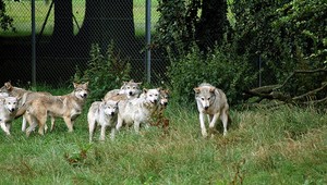 Najväčším lovcom vlkov v Československu bol Slovák. Podmienky na lov neboli prísne