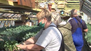 V Humennom mysleli na pestovateľov už na začiatku pandémie. Tisícky priesad idú teraz na dračku