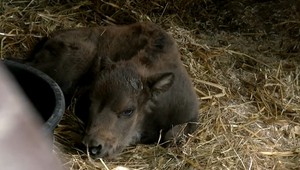 VIDEO: Rozkošné prekvapenie v ZOO. Narodilo sa malé zubríčatko