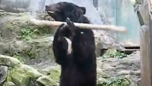 Medveď ovláda kung-fu!