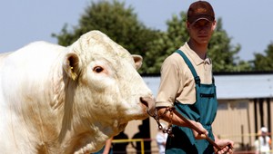 Plemenný býk šetrí peniaze a je lepší ako inseminátor