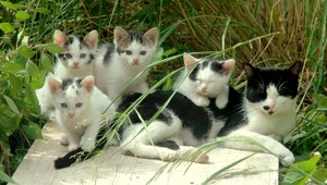 Kastrácia mačiek verzus nekontrolované množenie. Ochranári v tom majú jasno