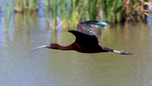Slovenskí ornitológovia sa tešia. Spozorovali nový druh vtáka. Poznáte ho?