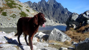 Cestovanie so psom bez stresu: Na čo netreba zabudnúť?