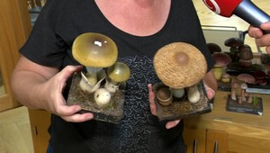 Detský časopis si pomýlil jedovaté huby, rodičia teraz majú čo vysvetľovať