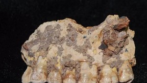 Prevratný nález, ktorý navždy prepíše učebnice dejepisu: Archeológovia majú dôkaz, že ľudstvo je oveľa staršie, ako sme si mysleli