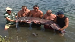 To je úlovok! Pozrite sa, akého megasumca chytili na Záhorí