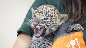 FOTO: V bratislavskej ZOO ukázali mláďa leoparda