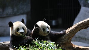 Tieto pandy sú také veľké, že ich už je vidieť aj z vesmíru
