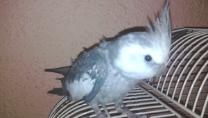 Sivo-biela korela Ferdo sa našla!