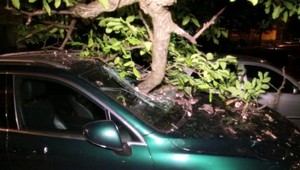 V Banskej Bystrici spadol strom na parkovisko, poškodil autá