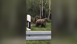 VIDEO: V Tatrách po ceste do práce videli skupinu medveďov