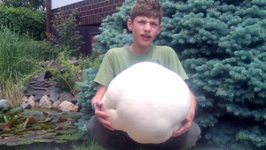 tvojenoviny: Skvelý úlovok! Hríby veľké ako skaly...