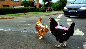 Zmena v predpisoch, už aj sliepka potrebuje reflexnú vestu