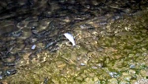 Na Zemplínskej Šírave uhynuli ryby, v ovzduší bola cítiť síra