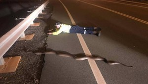 Muž chránil vlastným telom 2,5 metrového hada plaziaceho sa cez cestu