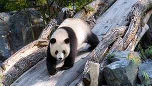 Koronavírus: Zoologické záhrady uvažujú o zabíjaní zvierat. Dochádzajú im peniaze