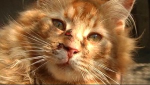 Sused strieľal po susedovom kocúrovi. Za 3- tisíc!