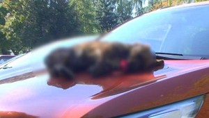 Podnikateľka si našla na kapote auta mŕtveho psa