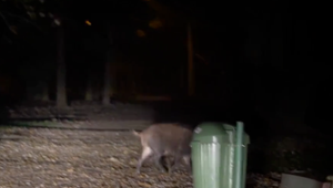 Stretnete ich pred vchodom, na zastávke aj v parku. Košickými ulicami sa premávajú diviaky