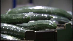 tvojenoviny: Nekupujte uhorky z Poľska, môžu byť nebezpečné!