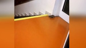 V bratislavskej nemocnici pacienta prekvapil potkan. TV JOJ ukázala zábery ministerke