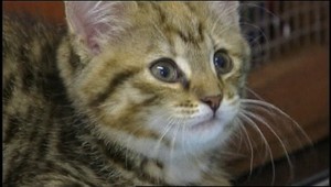 Nešťastné mačiatko. V zapnutej práčke trpelo hodinu!