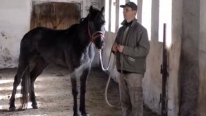 Nebezpečná záchrana koní, ktoré utiekli na Slovensko. Po roku sa vracajú domov
