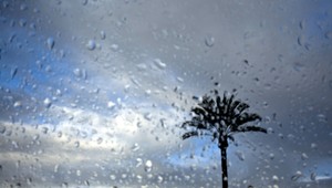 Záhradník zostal visieť na palme, v osemmetrovej výške