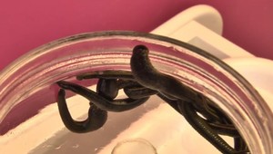 Prídete o krv a pohryzie vás 300 zubov. Napriek tomu sú to malí lekári