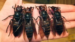 V USA po prvý raz spozorovali sršne mandarínske, sú životu nebezpečné