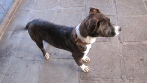 Toto šteniatko sa zatúlalo medzi tigre!