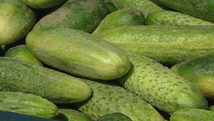 Smrtiaca baktéria už aj v Čechách, zdroj nákazy neznámy