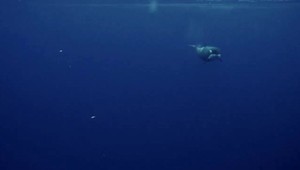 VIDEO: Priateľské gesto od kosatky. Chcela sa podeliť o korisť