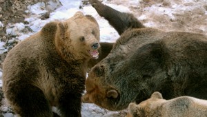 NÁVOD: Pasívna obrana alebo útek? Takto sa ochránite pri stretnutí s medveďom